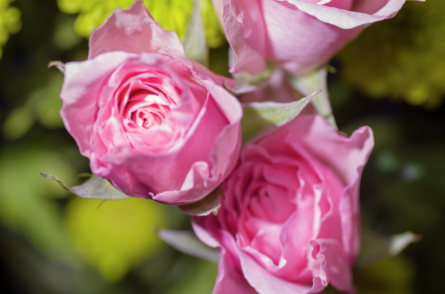 Pink Sweetheart Roses Photograph