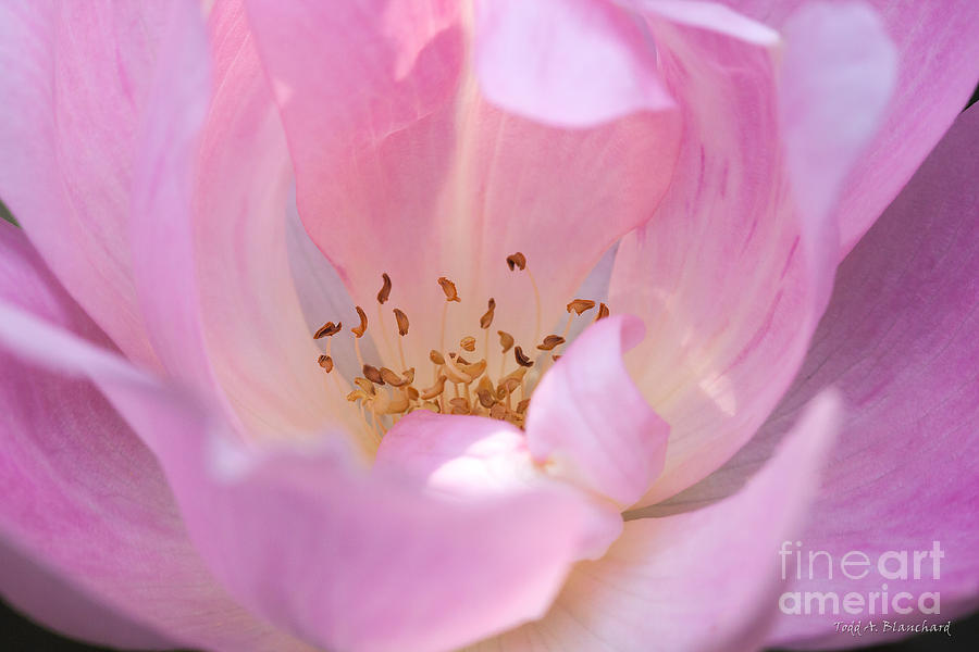 Pink Swirls Photograph by Todd Blanchard