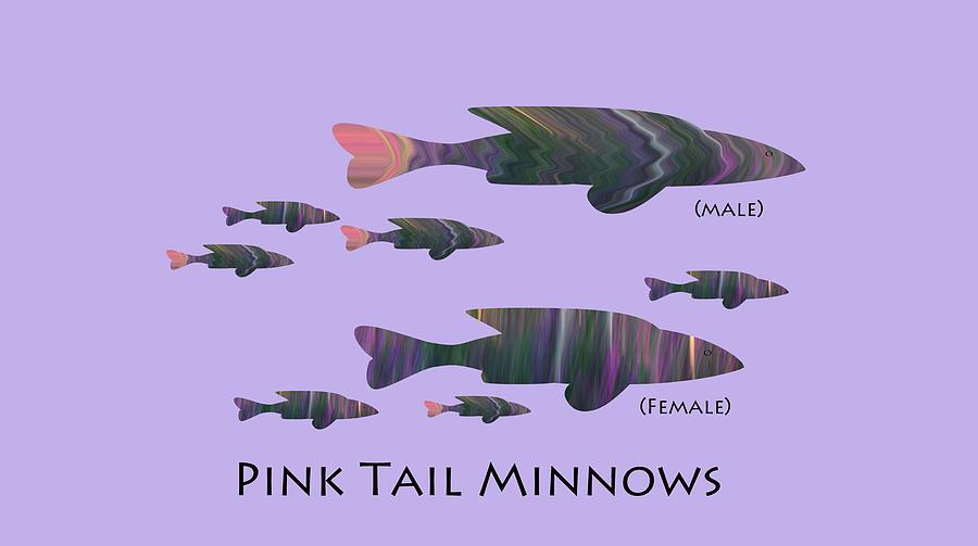 Pink Tail Minnows Photograph by Whispering Peaks Photography