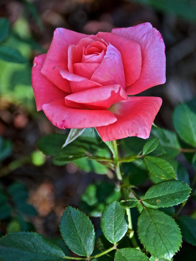 Pink Tea Rose at Pilgrim Place in Claremont-California Photograph by ...