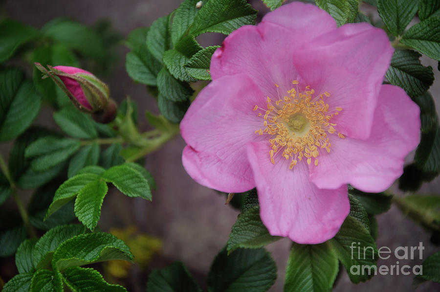 Pink Tea Rose Photograph by Debra Fedchin