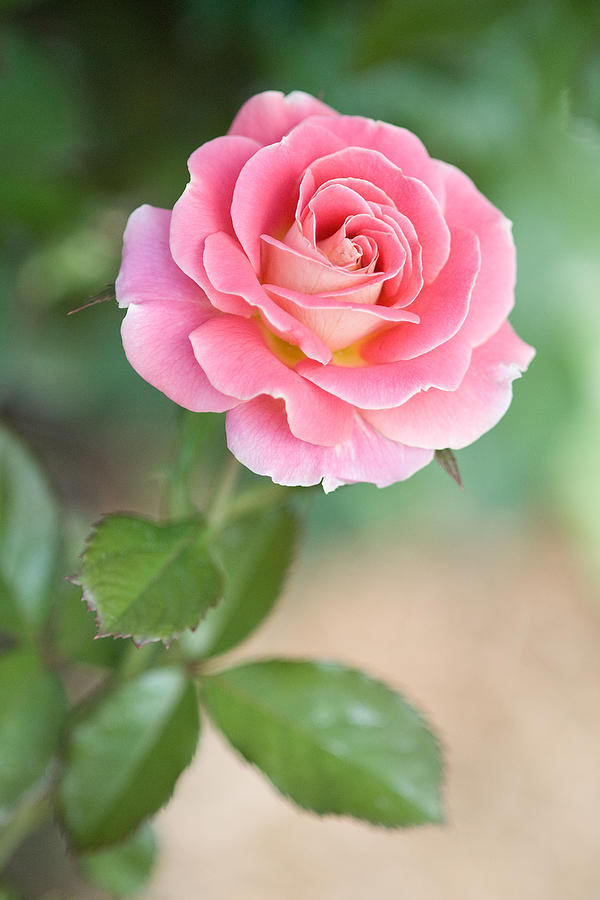 Pink Tea Rose Photograph by Jeff Abrahamson