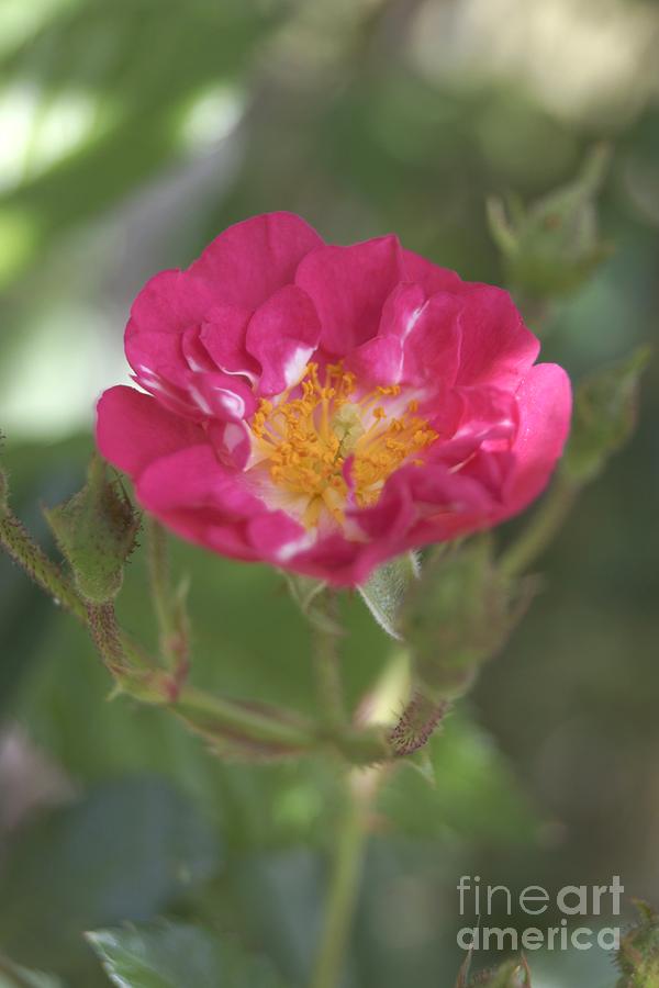 Pink TeaRose by Kerri Mortenson Pink TeaRose by Kerri Mortenson