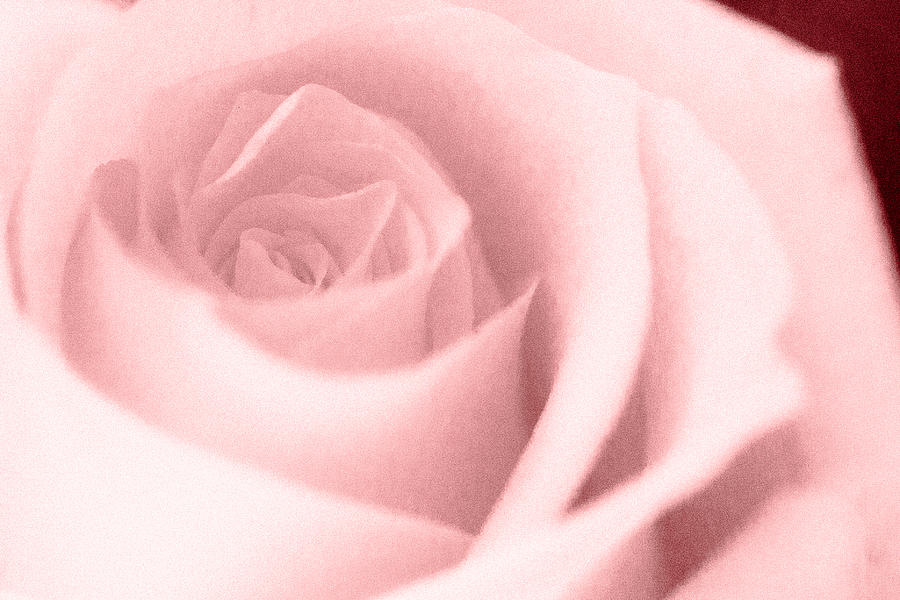 Pink Textured Rose Photograph by Joni Eskridge