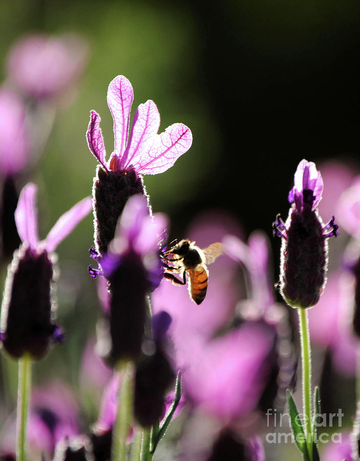 Spring Photograph - Pink Things and a Bee by DiDi Higginbotham