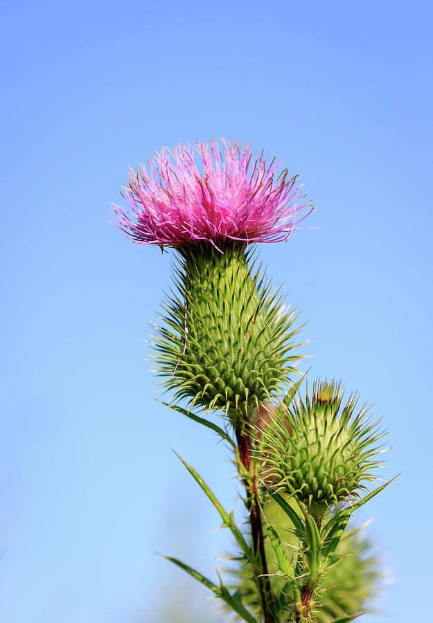 Pink Thistle Photograph