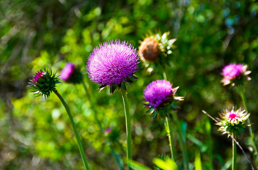 Pink Thistle Study 1 Photograph by Robert Meyers-Lussier