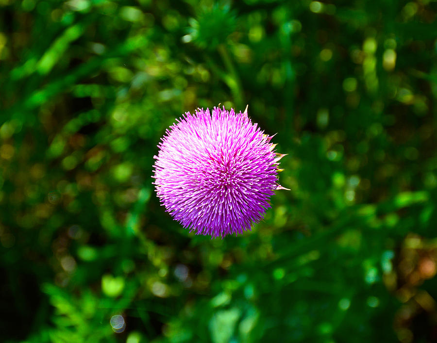 Pink Thistle Study 2 Photograph by Robert Meyers-Lussier