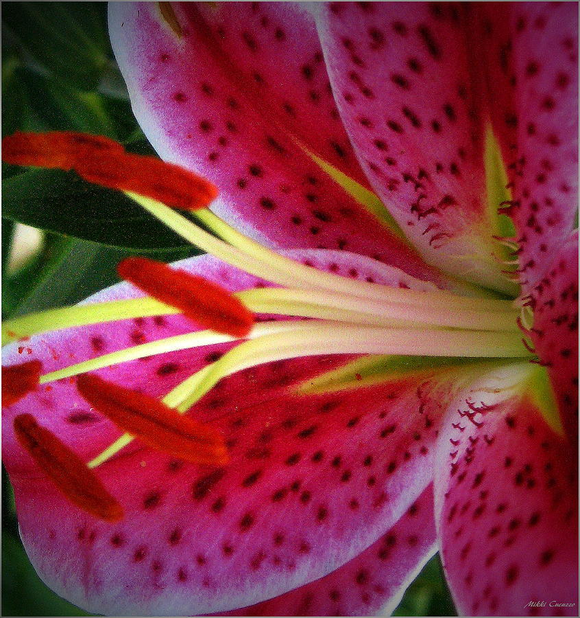 Pink Tiger Lilly Photograph by Mikki Cucuzzo