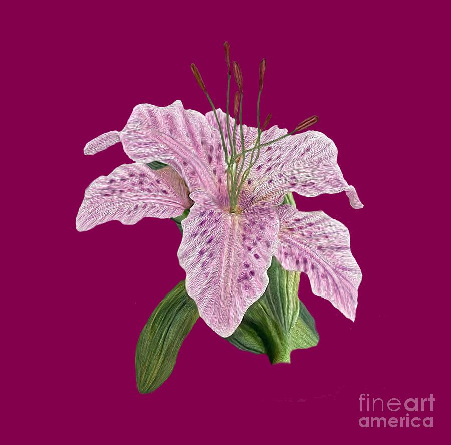 Pink Tiger Lily Blossom Digital Art by Walter Colvin