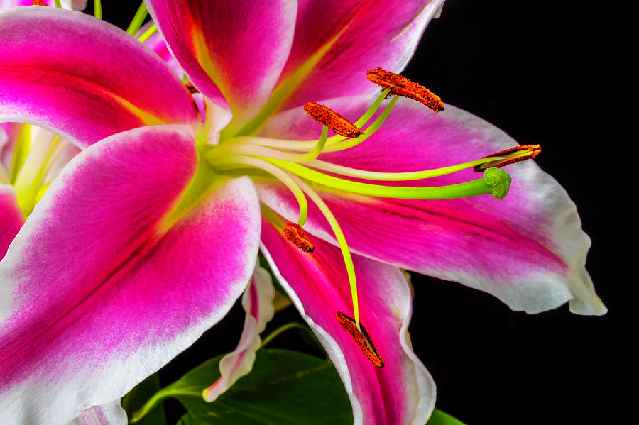 Pink Tiger lily Close Up Photograph by Garry Gay