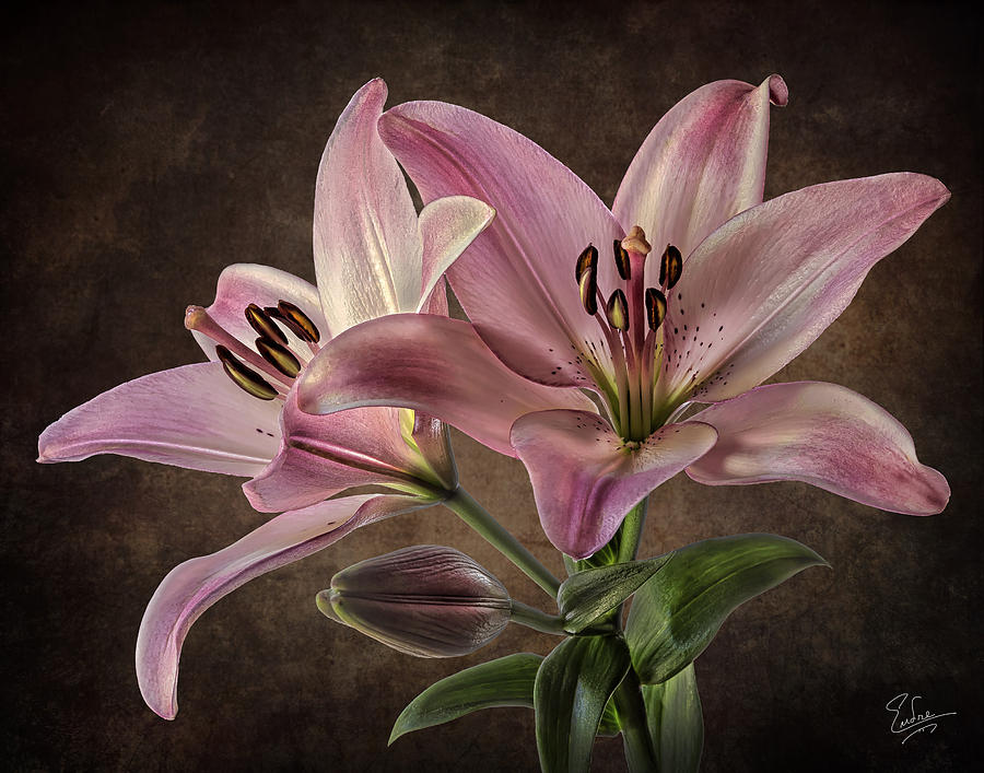 Pink Tiger Lily Photograph by Endre Balogh