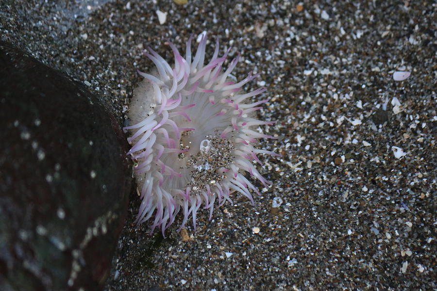 Pink Tipped Anemone  Photograph by Christy Pooschke