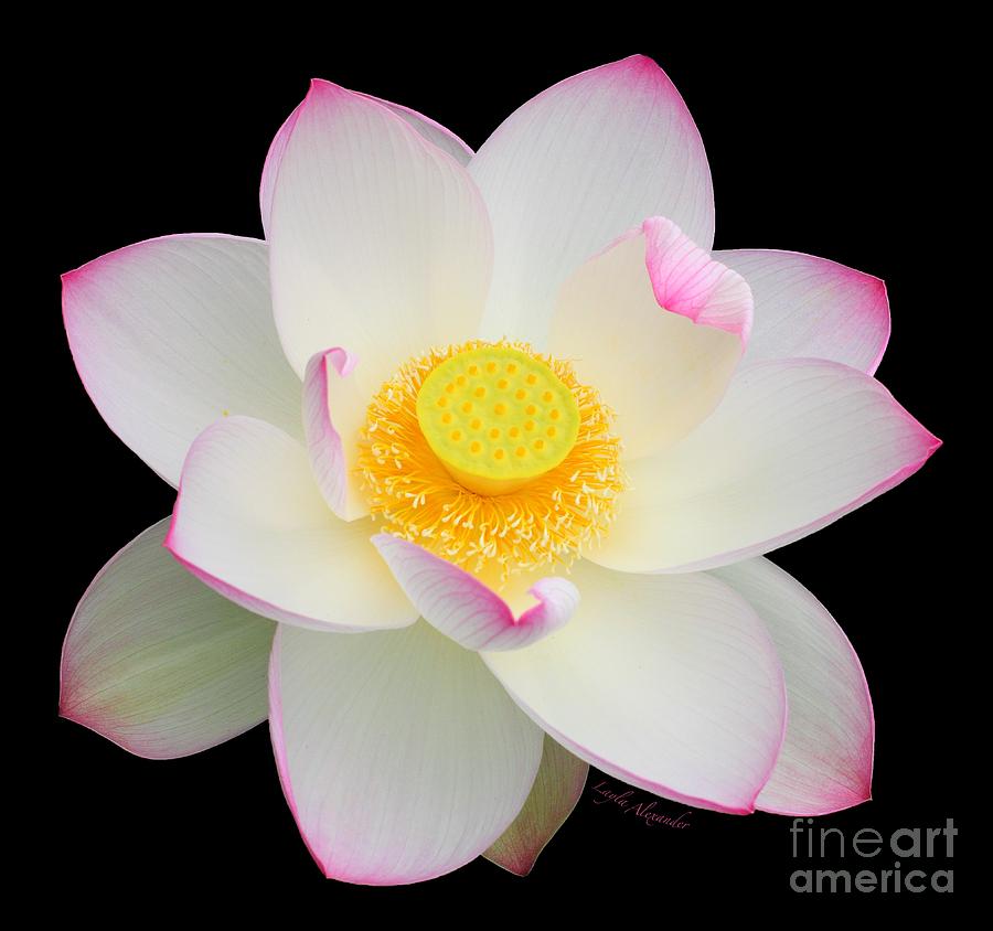Flowers Still Life Photograph - Pink Tipped White Lotus 2 transparent background by Layla Alexander