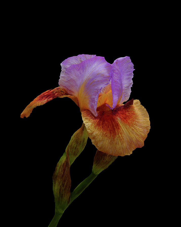 Pink Top Iris Photograph by Floyd Hopper