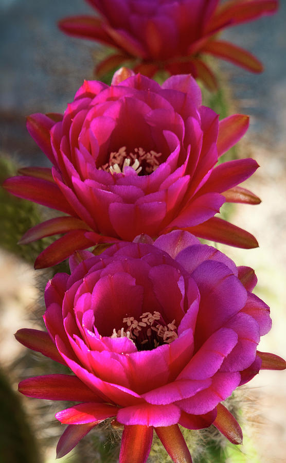 Pink Torch Cactus Flowers  Photograph by Saija Lehtonen