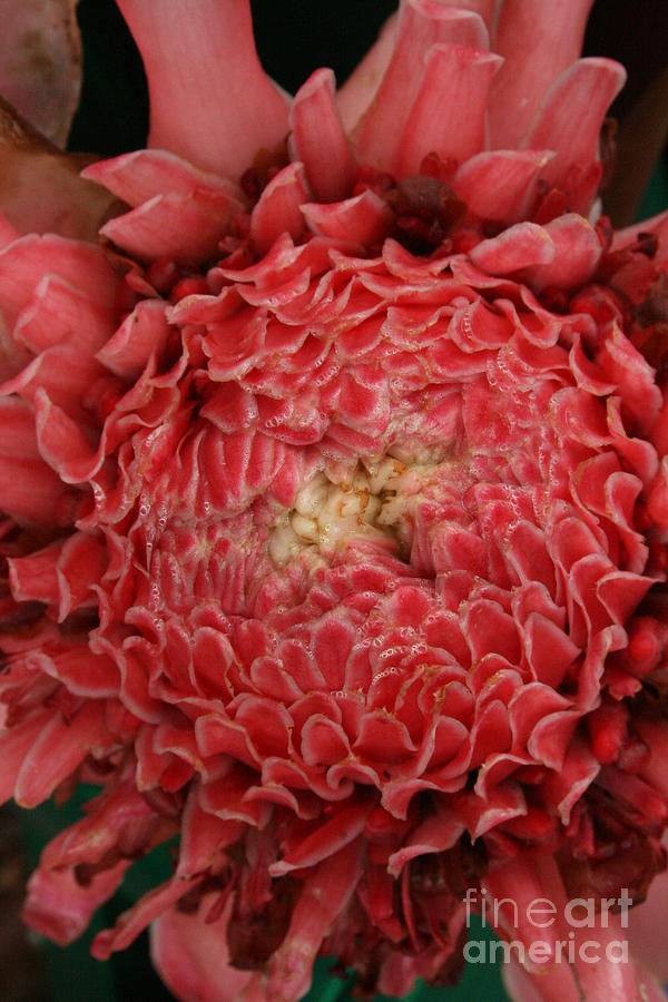 Pink Torch Ginger 1 Photograph by Jennifer Bright Burr