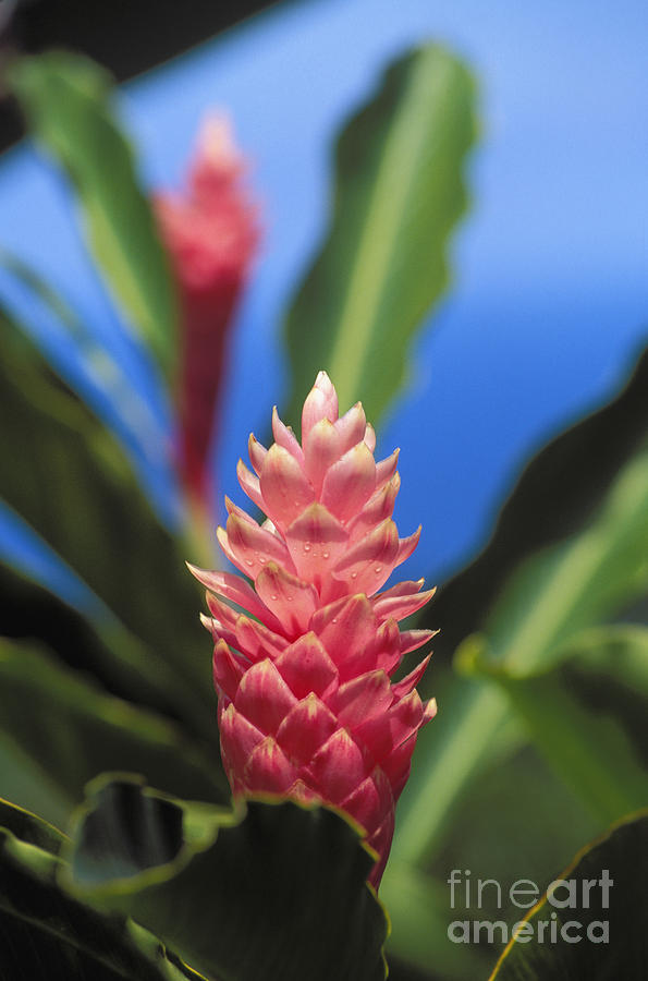 Pink Torch Ginger Photograph by Allan Seiden - Printscapes