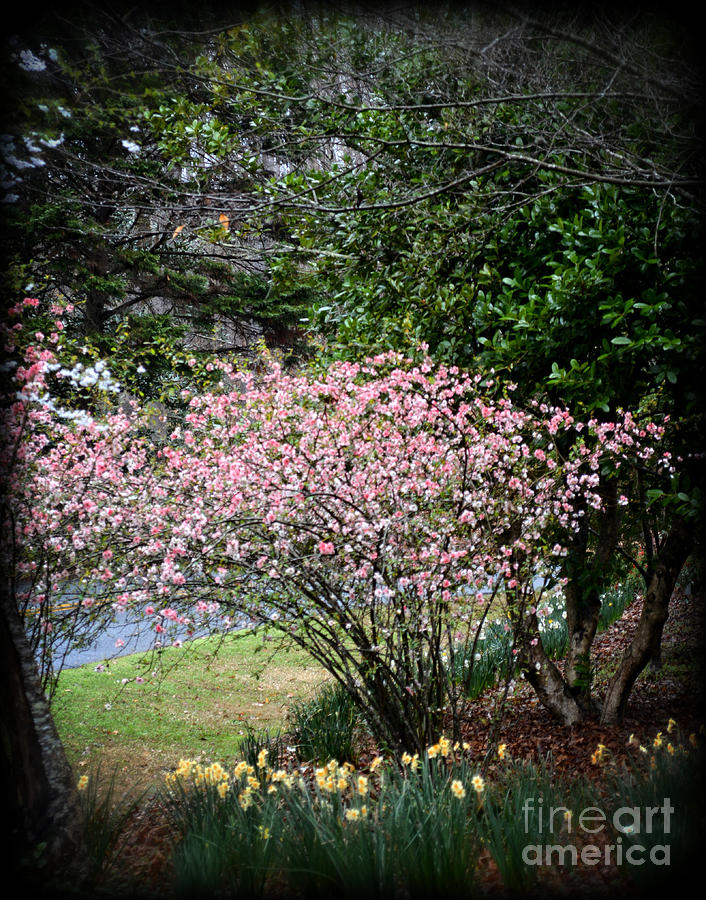 Nature Photograph - Pink Tree and Daffodils by Eva Thomas