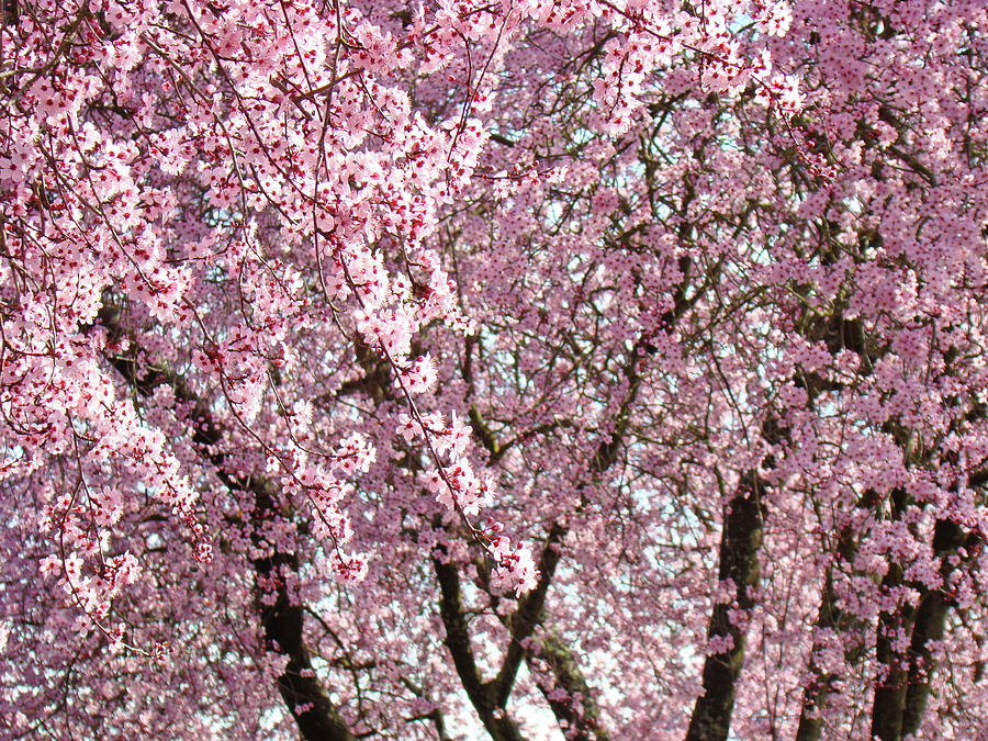 Pink Tree Blossom Landscape Spring art prints Baslee Troutman ...