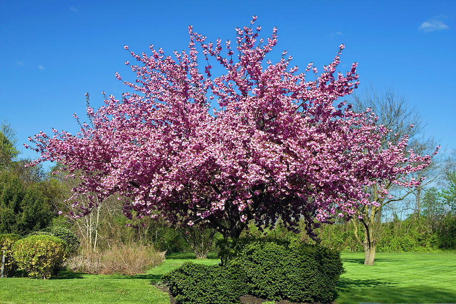 Pink Tree Photograph by Sally Weigand