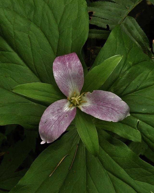 Pink Trillium Photograph by Charles Lucas