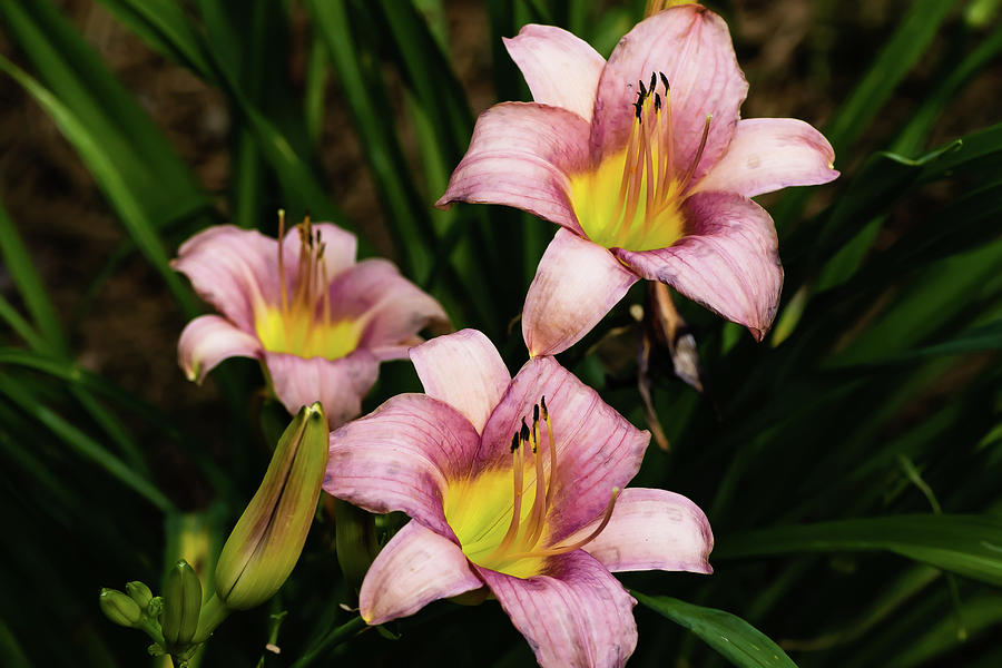 Pink Triplets Day Lilies Digital Art by Ed Stines
