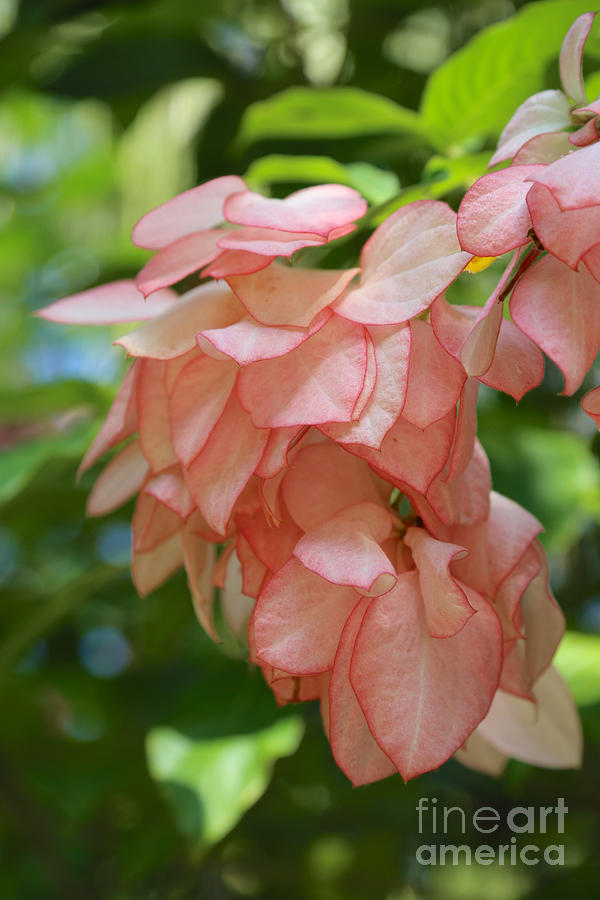 Pink Tropical Dogwood Flower Photograph by Carol Groenen