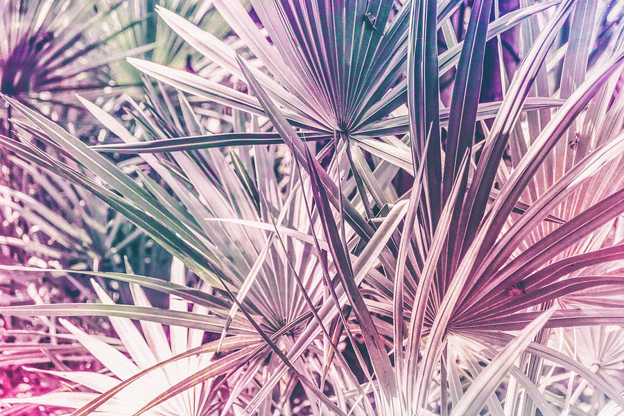 Pink tropical leaves Photograph by Andrea Anderegg