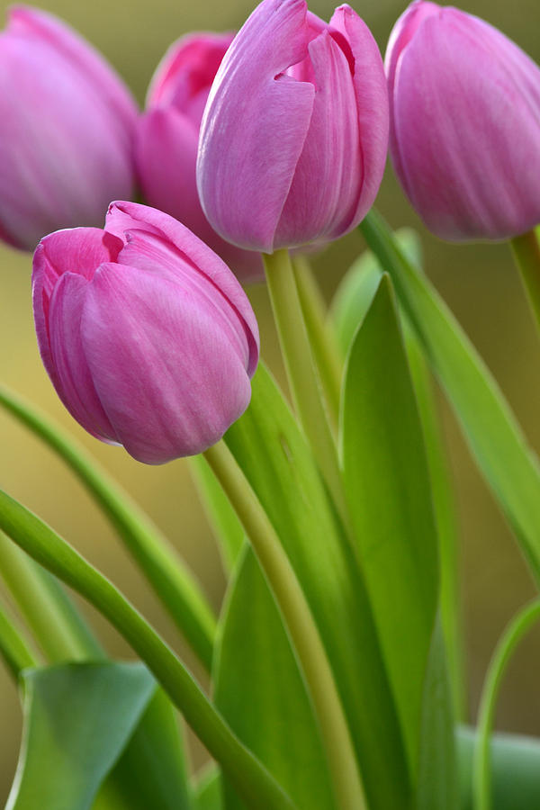 Pink Tulips Photograph by Ann Bridges