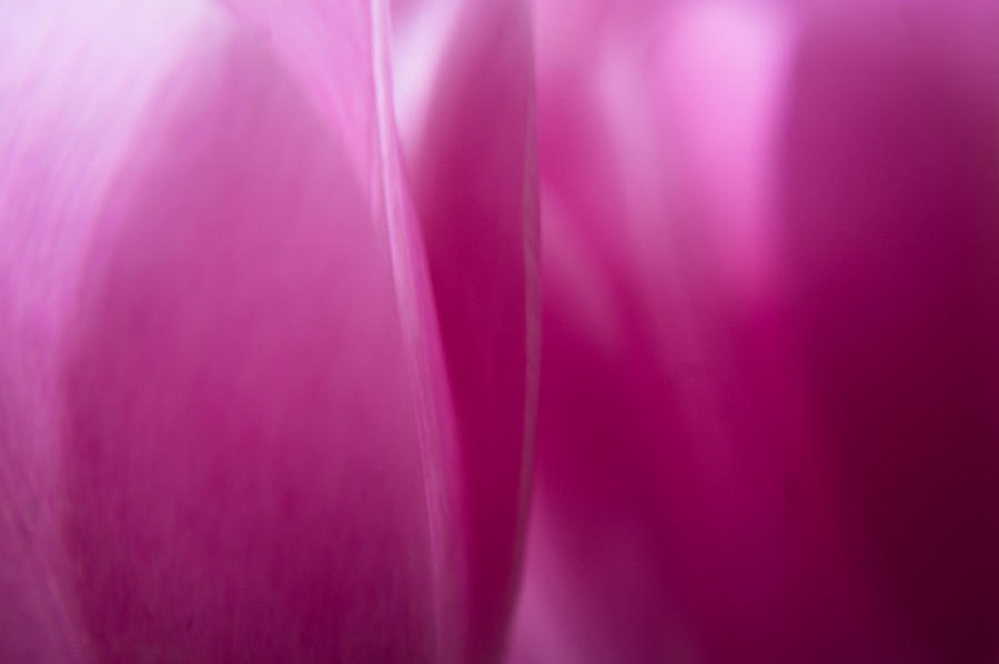Pink Tulip Abstract 1 Photograph by Jill Greenaway