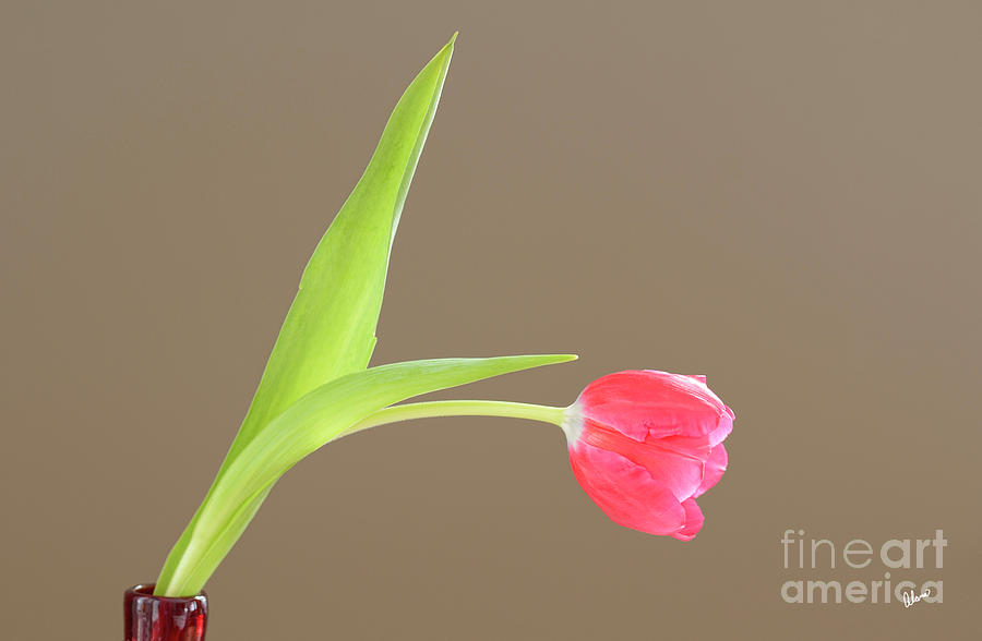 Pink Tulip Photograph by Alana Ranney