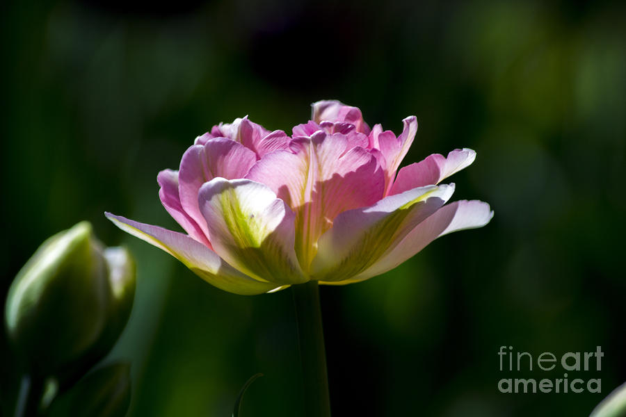 Pink Tulip Photograph by Angela DeFrias