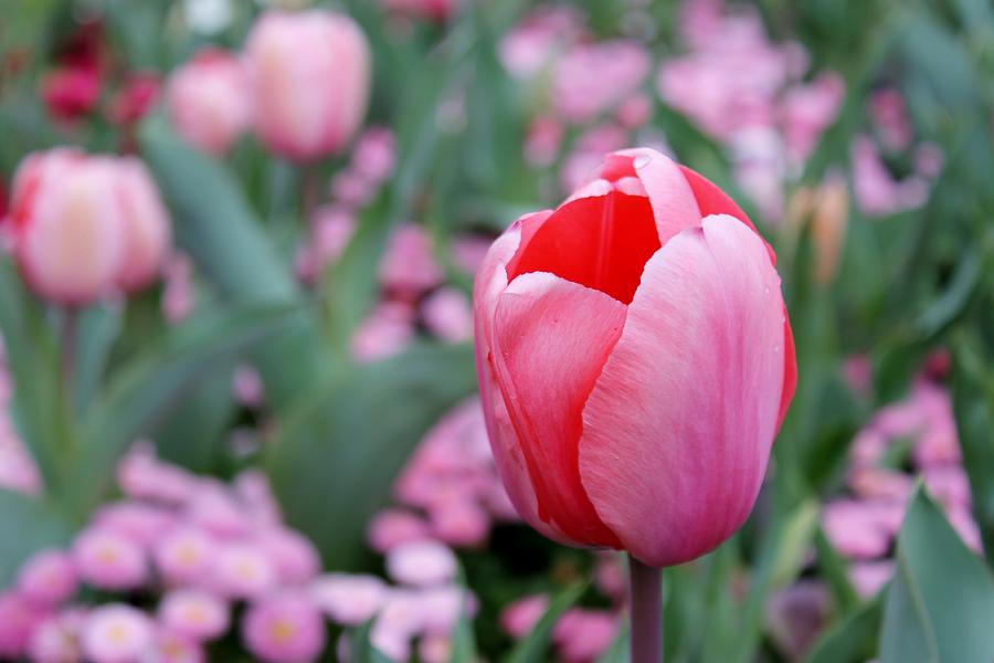 Flower Photograph - Pink Tulip by Anthony Croke