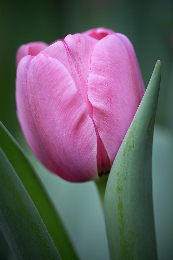 Pink Tulip Beauty Photograph by Dale Kincaid