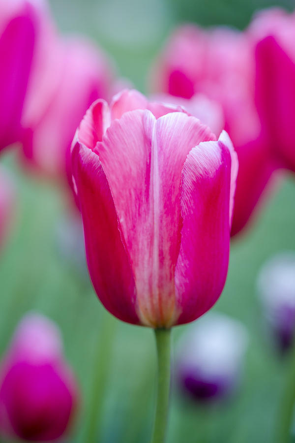 Pink Tulip Beauty Photograph by Teri Virbickis