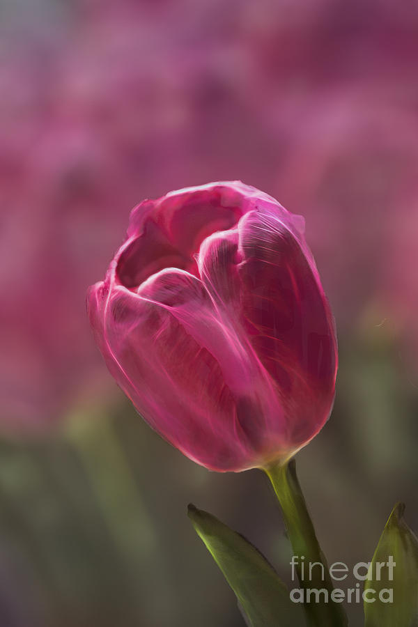 Spring Photograph - Pink Tulip Bokeh by Terry Weaver
