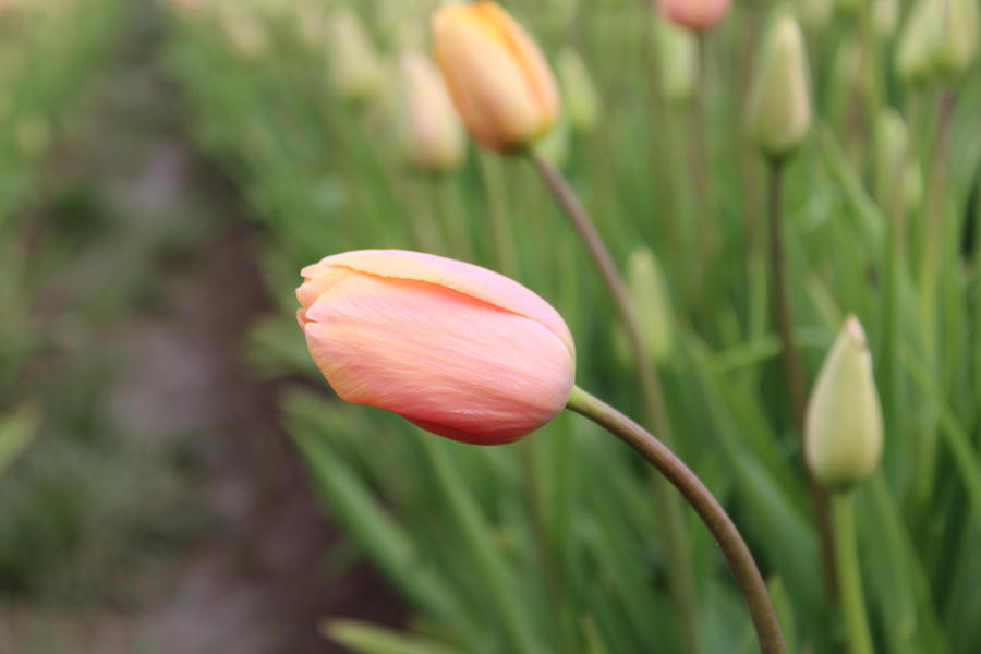 Pink Tulip Photograph by Brian Eberly