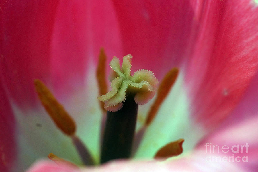 Pink Tulip Calyx 10 Photograph by Rudi Prott