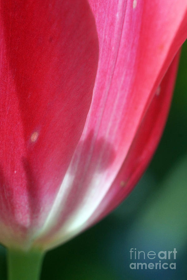 Pink Tulip Calyx 11 Photograph by Rudi Prott