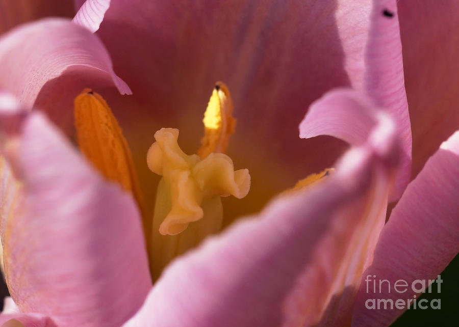 Pink Tulip Calyx 12 Photograph by Rudi Prott