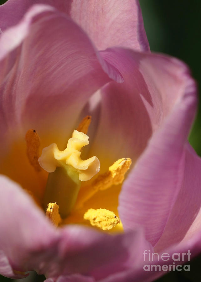 Pink Tulip Calyx 13 Photograph by Rudi Prott