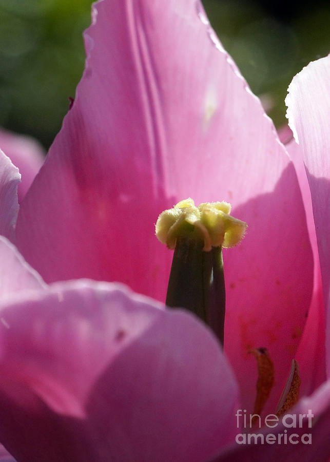 Pink Tulip Calyx 8 Photograph by Rudi Prott