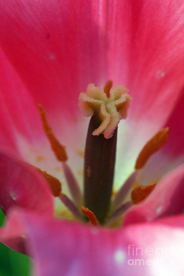 Pink Tulip Calyx 9 Photograph by Rudi Prott