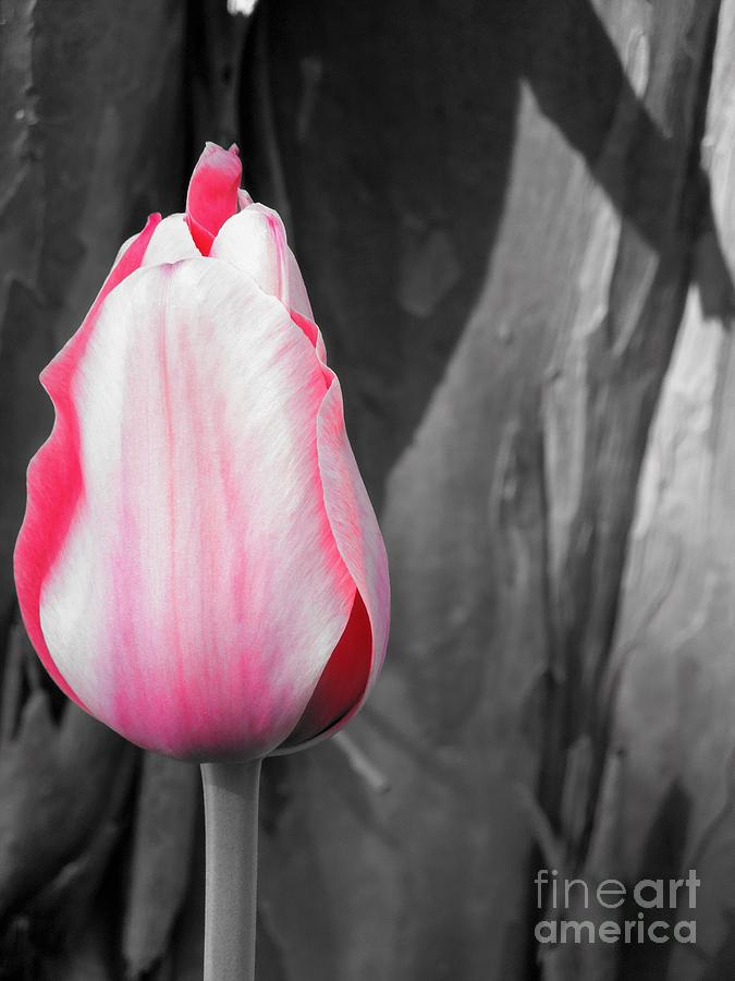 Pink Tulip Photograph by Chad and Stacey Hall