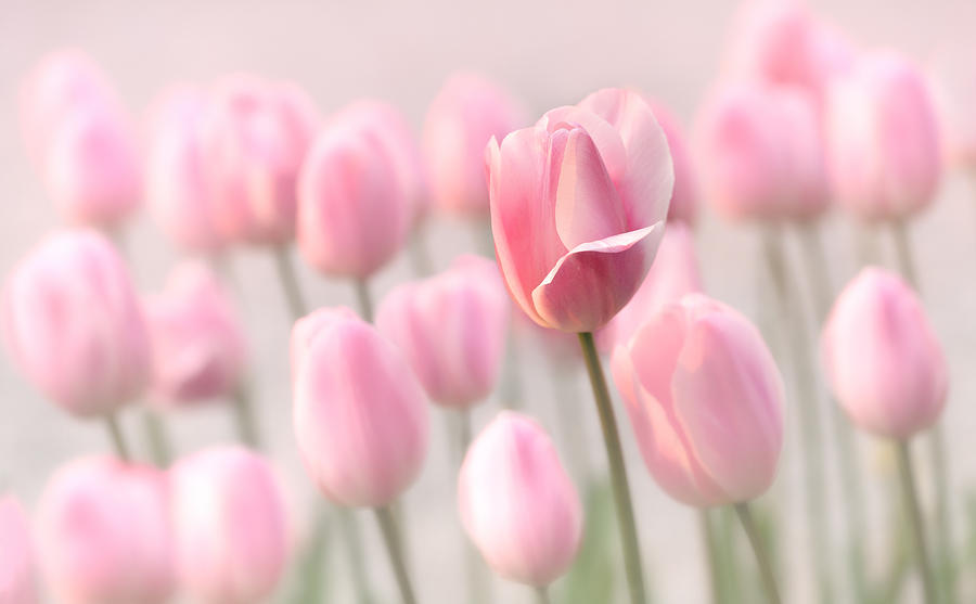Pink Tulip Cloud Photograph by Mary Jo Allen
