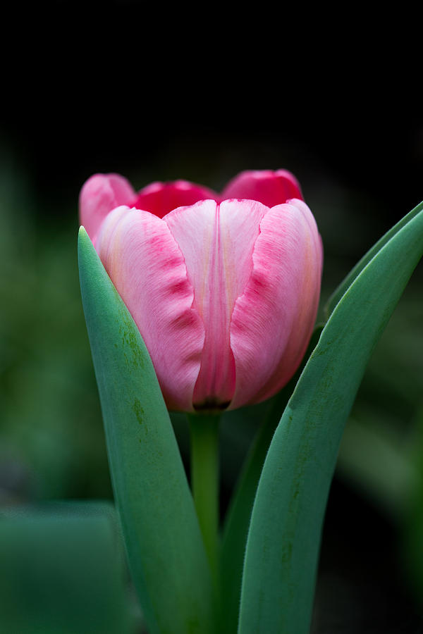Pink Tulip Photograph by Dale Kincaid