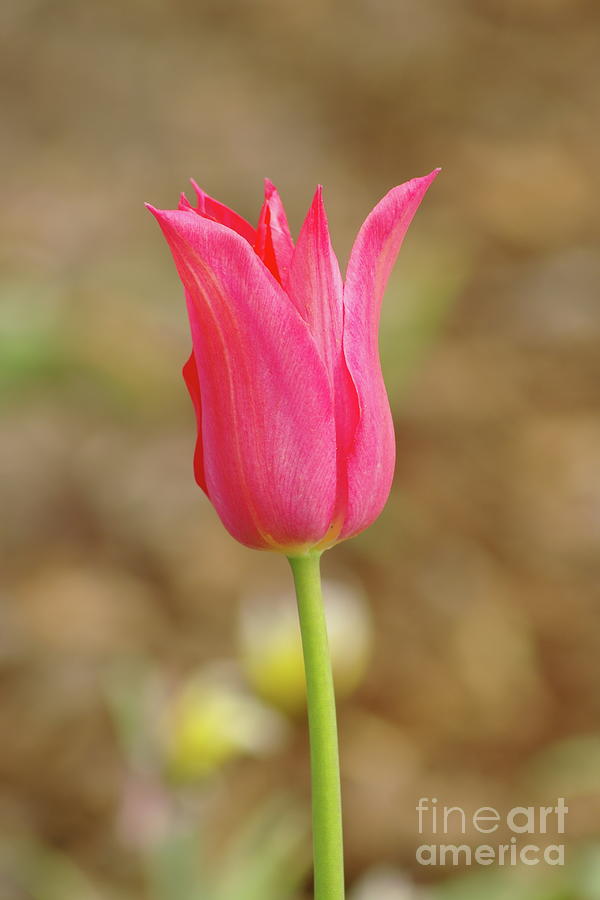 Pink Tulip Photograph by Dariusz Gudowicz