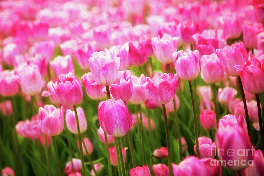 Pink Tulip Field Photograph by Sharon McConnell