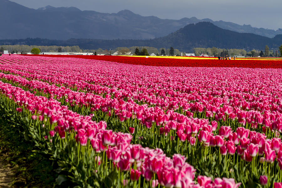Pink Tulip Fields Photograph by Teri Virbickis
